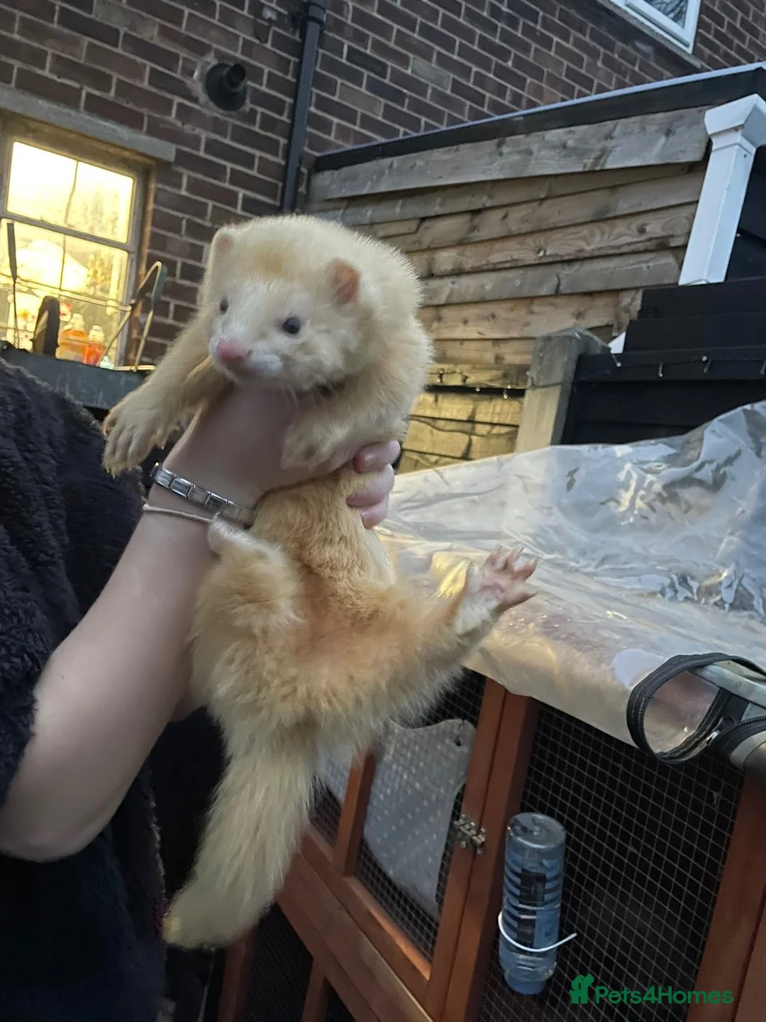 Ferret rodents for sale: x2 male ferrets  in Wakefield - Advert 1