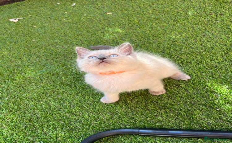 Ragdoll cats - Advert 12
