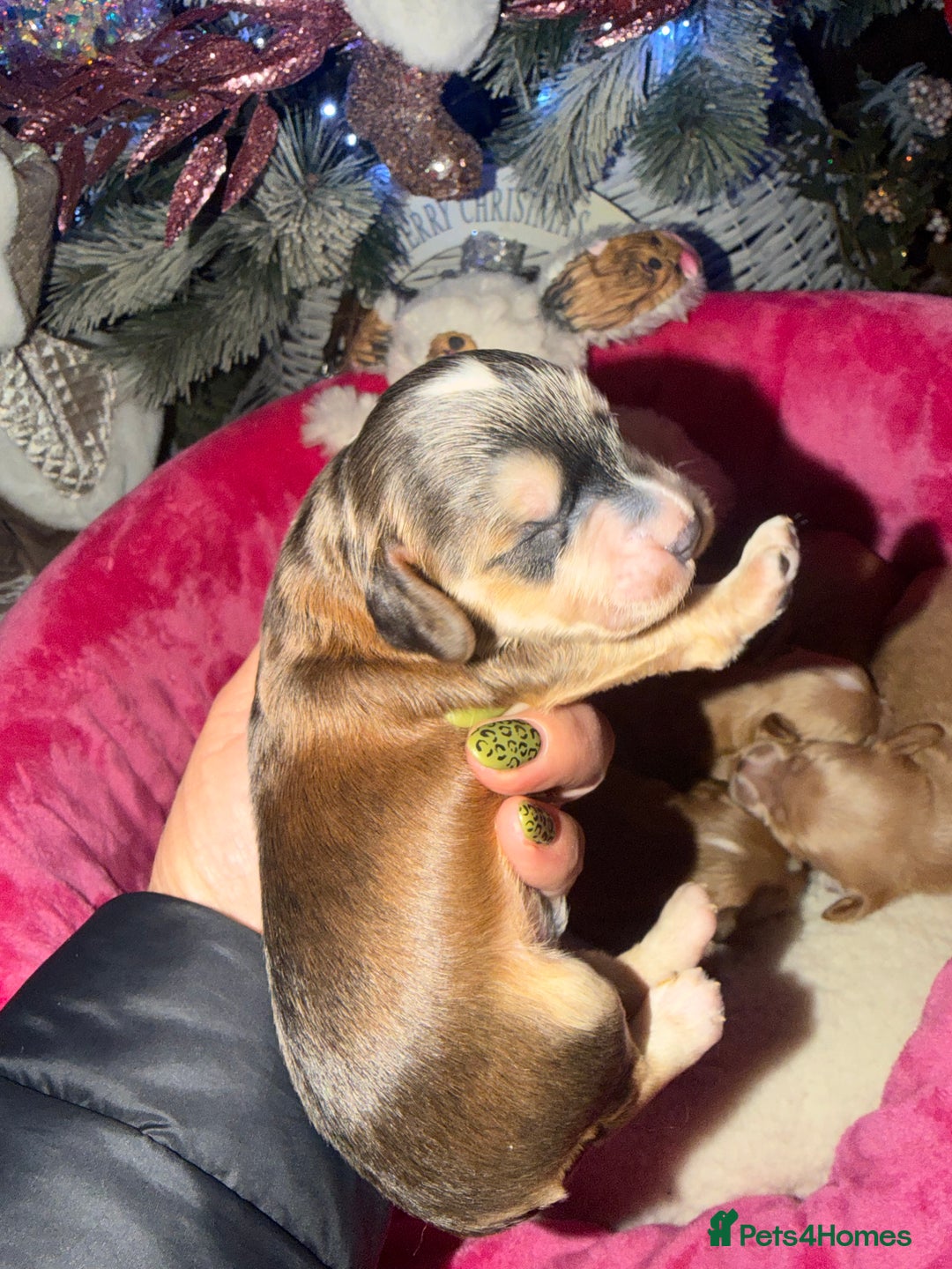 Cockapoo dogs for sale: Cockapoo pups  - Advert 25