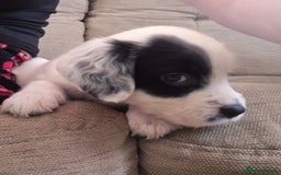 Mixed Breed dogs for sale: 6 very loved puppies - Image 3