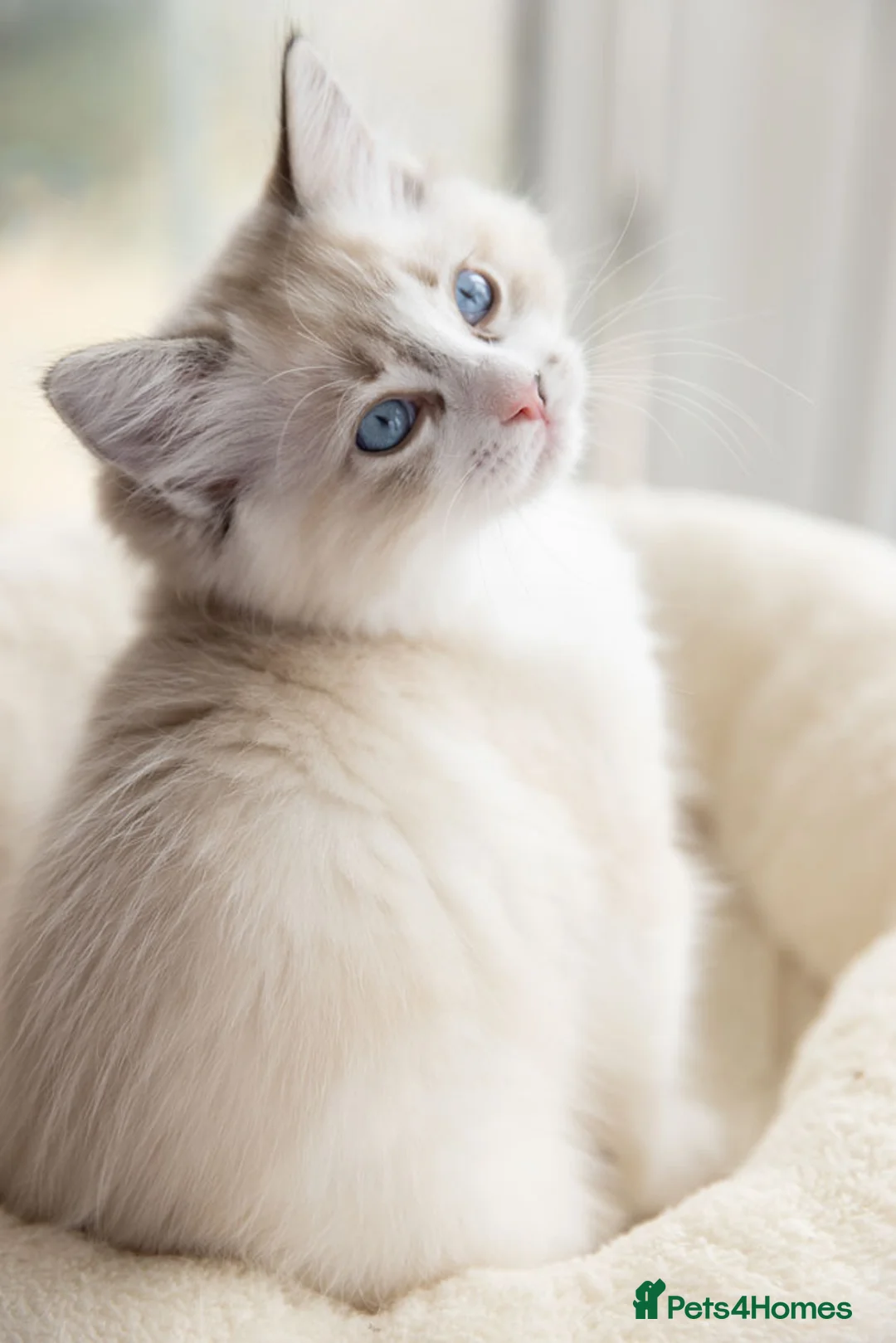 Ragdoll cats for sale: Seal Lynx Bicolour Ragdoll female ready now 💕 - Advert 1
