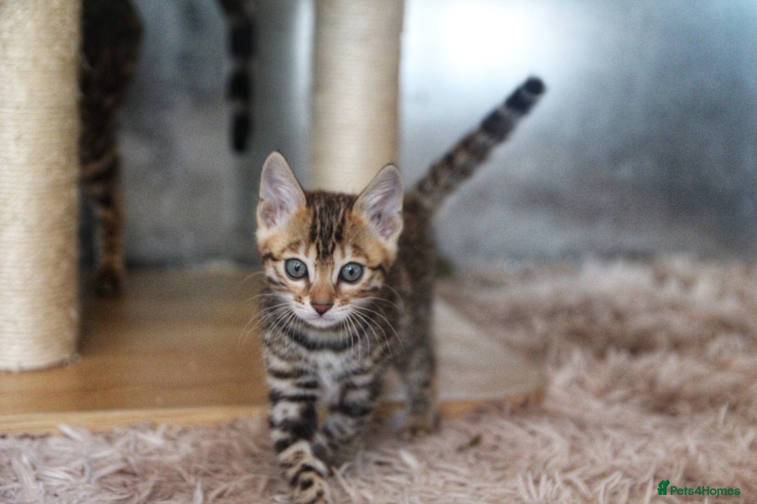 Bengal cats for sale: 🤎 WORLD CLASS BENGAL KITTENS 🤎 - Image 14