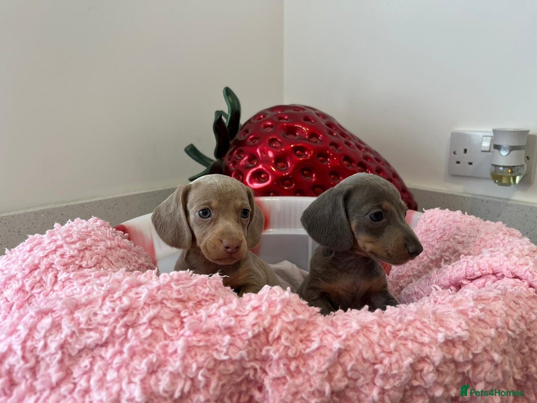 Miniature Dachshund dogs for sale: Stunning Mini Dachshund Puppies - Image 5
