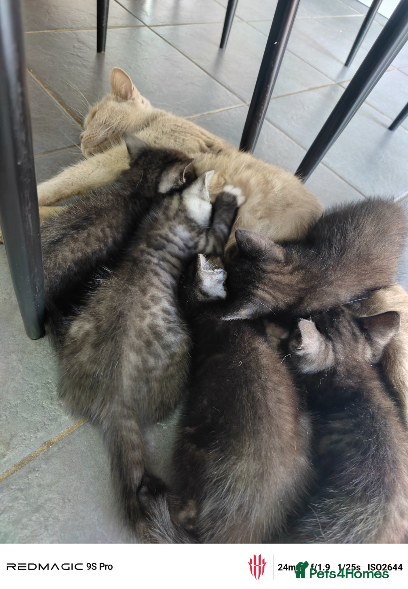 British Shorthair cats for sale: Mixed British Short hair - Advert 5