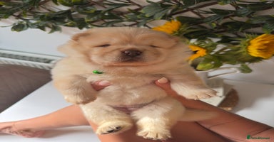 Chow Chow dogs - Advert 7