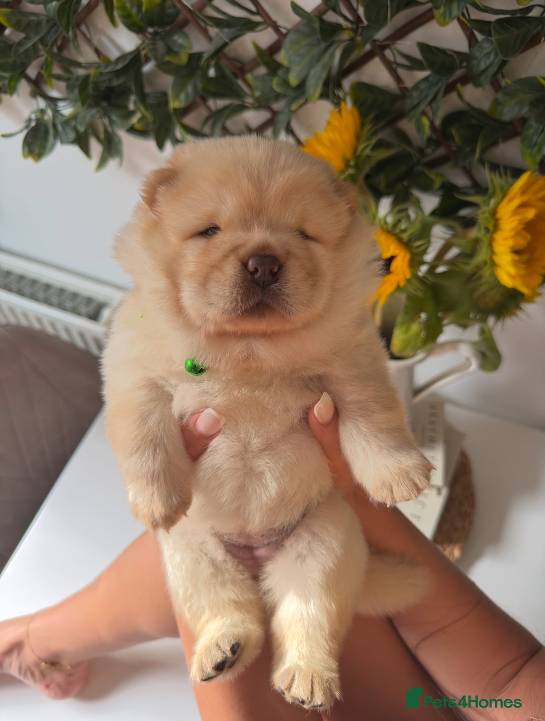 Chow Chow dogs for sale: ONE GIRL LEFT! Adorable Chow Chow Cubs 🐻  - Image 3