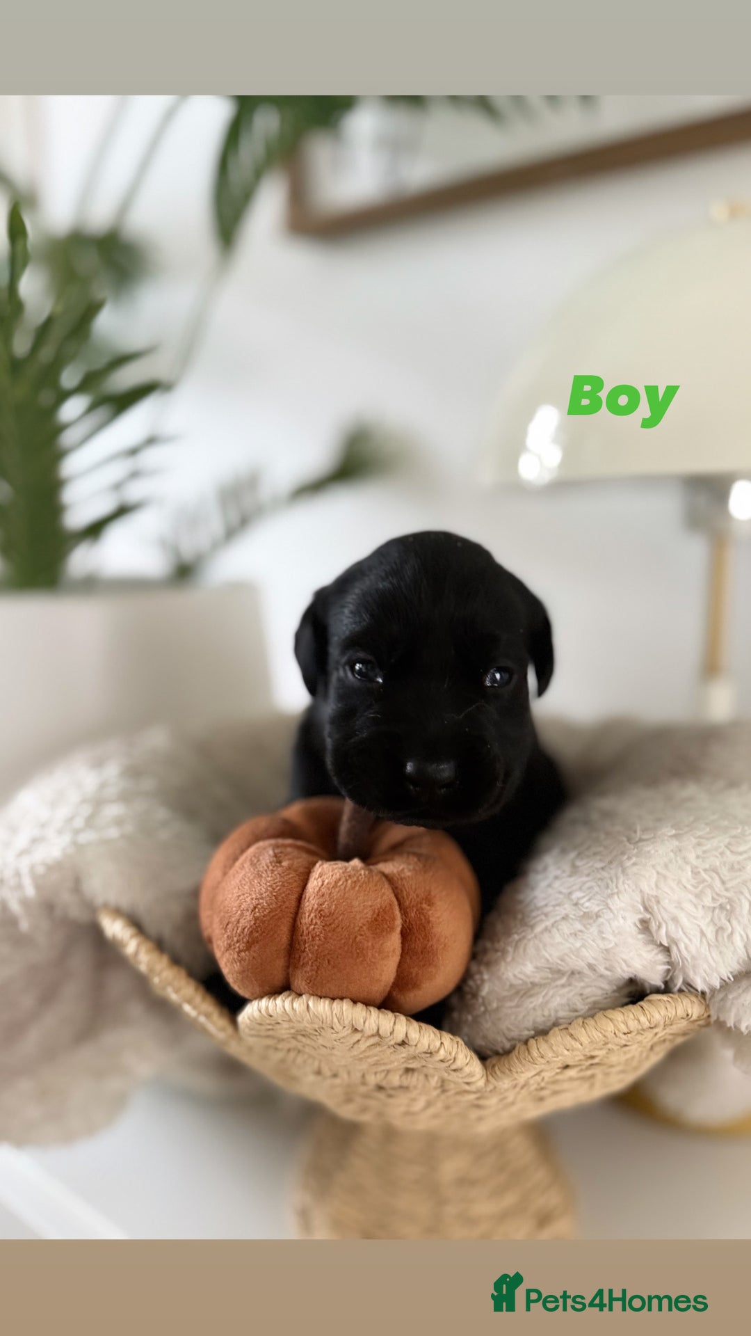 Labrador Retriever dogs for sale: Show Type Chunky Labradors  - Image 5