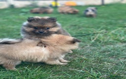 Pomeranian dogs for sale: 5 BEAUTIFUL TEDDY TYPE FOXY POMERANIANS - Image 19