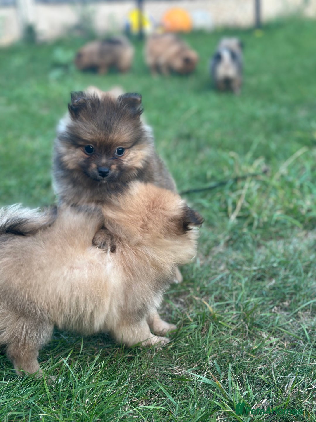 Pomeranian dogs for sale: 5 BEAUTIFUL TEDDY TYPE FOXY POMERANIANS - Image 19