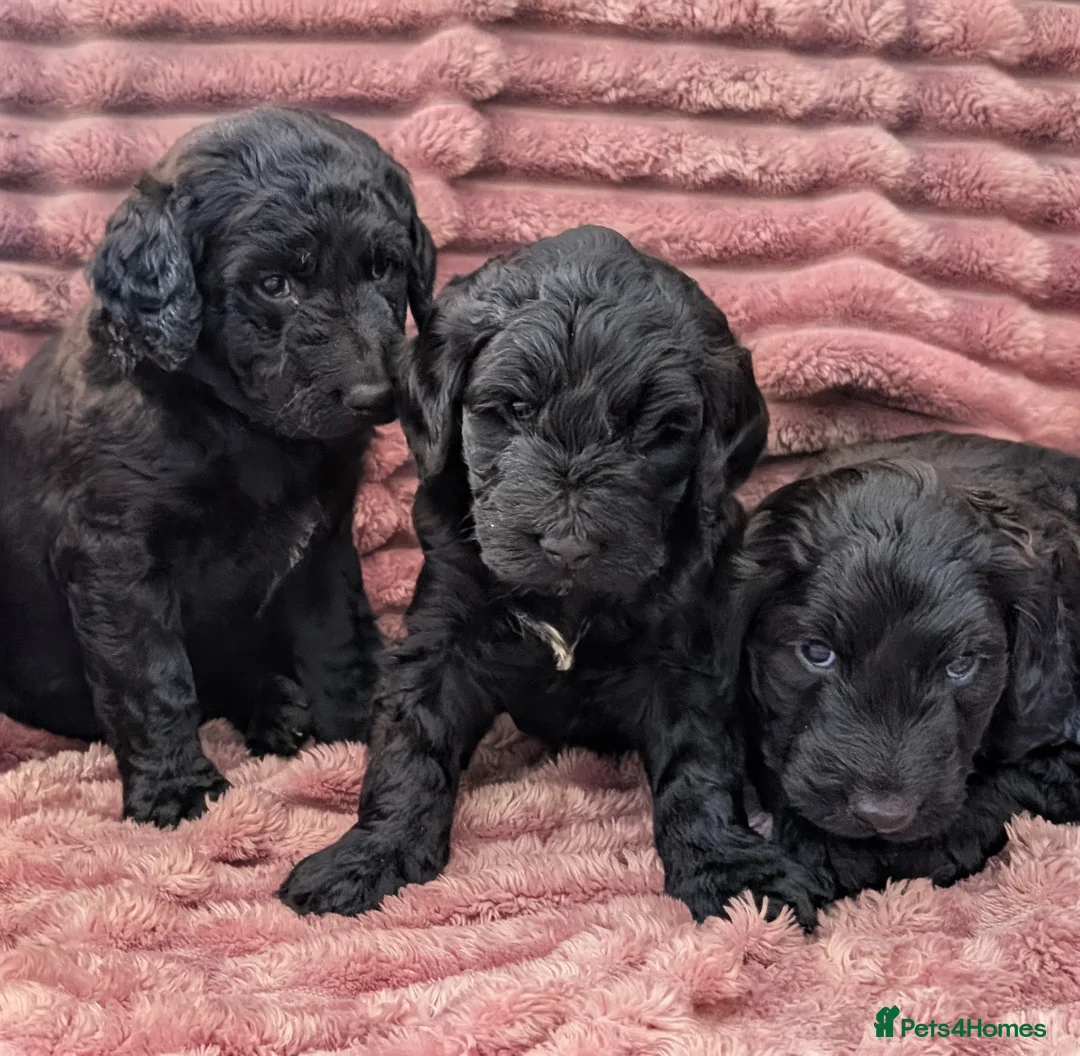 Labradoodle dogs for sale: 🐾 Labradoodle Puppies 🐾 - Advert 24