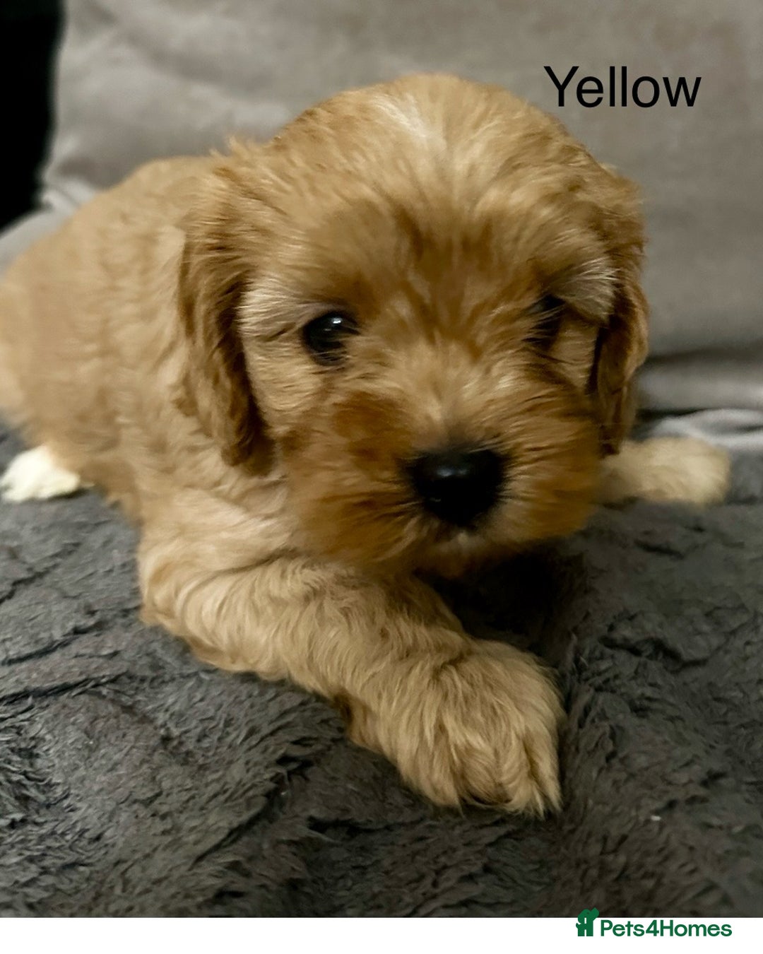 Cavapoo dogs for sale: Six cavapoo puppies F2( d.o.b. 23.10.2025) - Advert 7