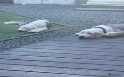 Old English Sheepdog dogs for sale: Old English puppies - Image 10