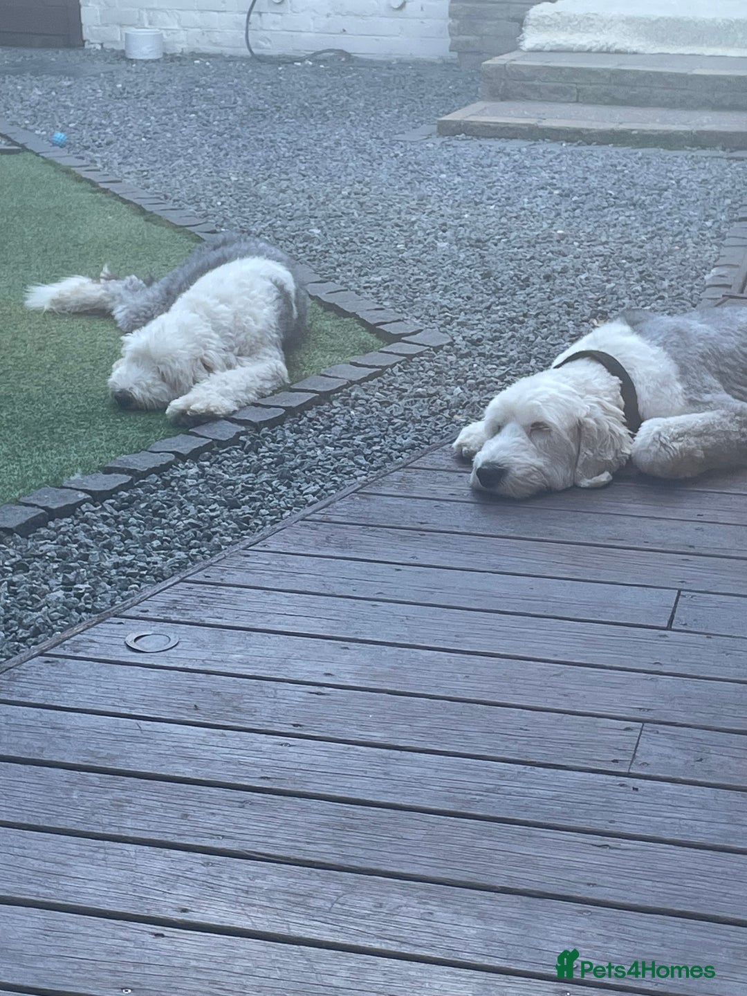 Old English Sheepdog dogs for sale: Old English puppies - Image 10