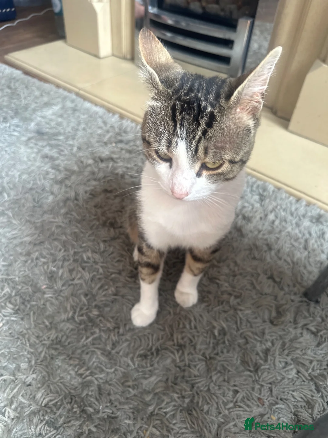 Mixed Breed cats for sale: Male cat 2 year old  in Huddersfield - Advert 1