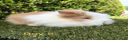 Lionhead rabbits for sale: Double mane Lionhead rabbits for sale ready now  - Advert 2