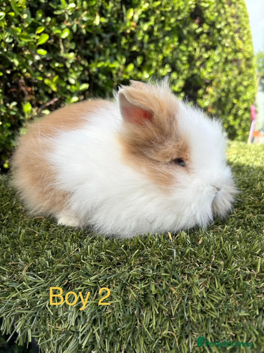 Lionhead rabbits for sale: Double mane Lionhead rabbits for sale ready now  - Advert 2