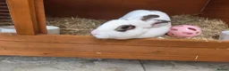 Rex rabbits for sale: Gorgeous broken chocolate vm Mini Rex - Advert 6