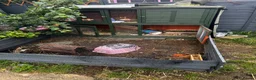 Guinea Pig rodents for sale: male guinea pigs with enclosure - Advert 4