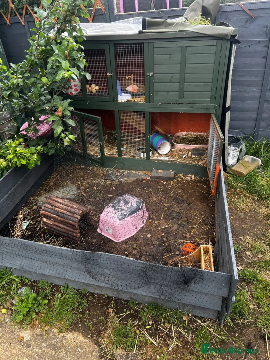 Guinea Pig rodents for sale: male guinea pigs with enclosure - Advert 4