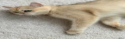 British Shorthair cats for sale: 💛Premium golden chinchilla bsh kittens 💛 - Advert 7