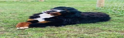 Bernese Mountain Dog dogs for sale: Stunning boy and girls available  - Advert 2