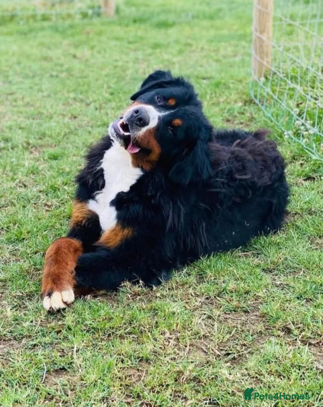 Bernese Mountain Dog dogs for sale: Stunning boy and girls available  - Advert 2