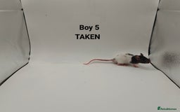 Rat rodents for sale: OCT: 32 Rats (7 Rats: 4 Boys, 3 Girls Left) - Advert 5