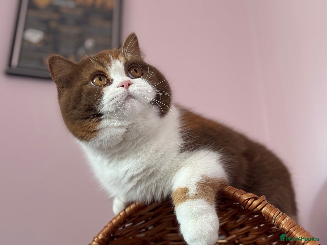 British Shorthair cats for sale: Beautiful cinnamon tortie white ticked TICA reg - Advert 4