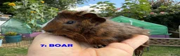 Guinea Pig rodents for sale: Guinea Pigs - Ready Now - Advert 13