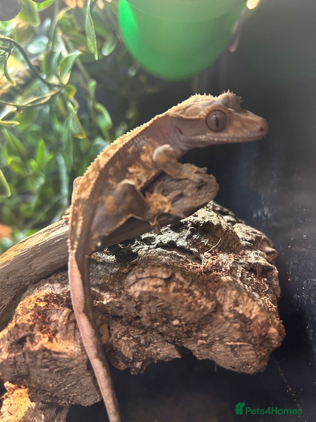 Gecko reptiles for sale: Gecko, Viv and stand  - Advert 2