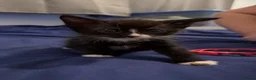 Mixed Breed cats for sale: 4 Kittens ready to leave 14/8/26 - Advert 2