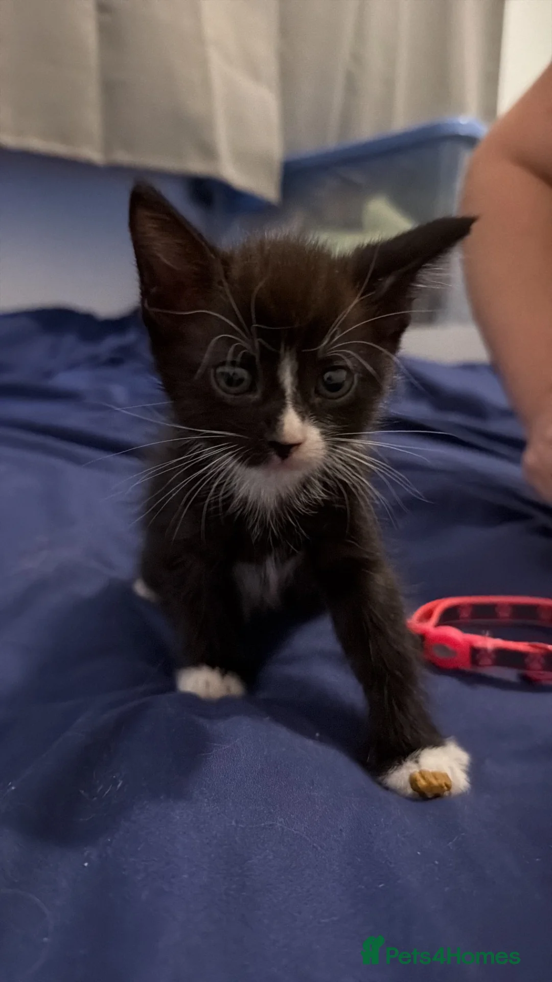 Mixed Breed cats for sale: 4 Kittens ready to leave 14/8/26 - Advert 2