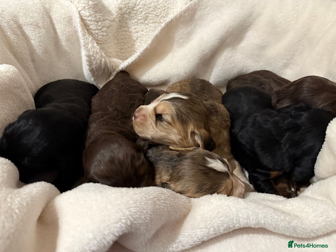 Cocker Spaniel dogs for sale: 2 girls left! Litter of 6 adorable kc reg puppies  - Advert 21