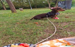 Dachshund dogs for sale: Experienced Dachshund owner only. - Image 2