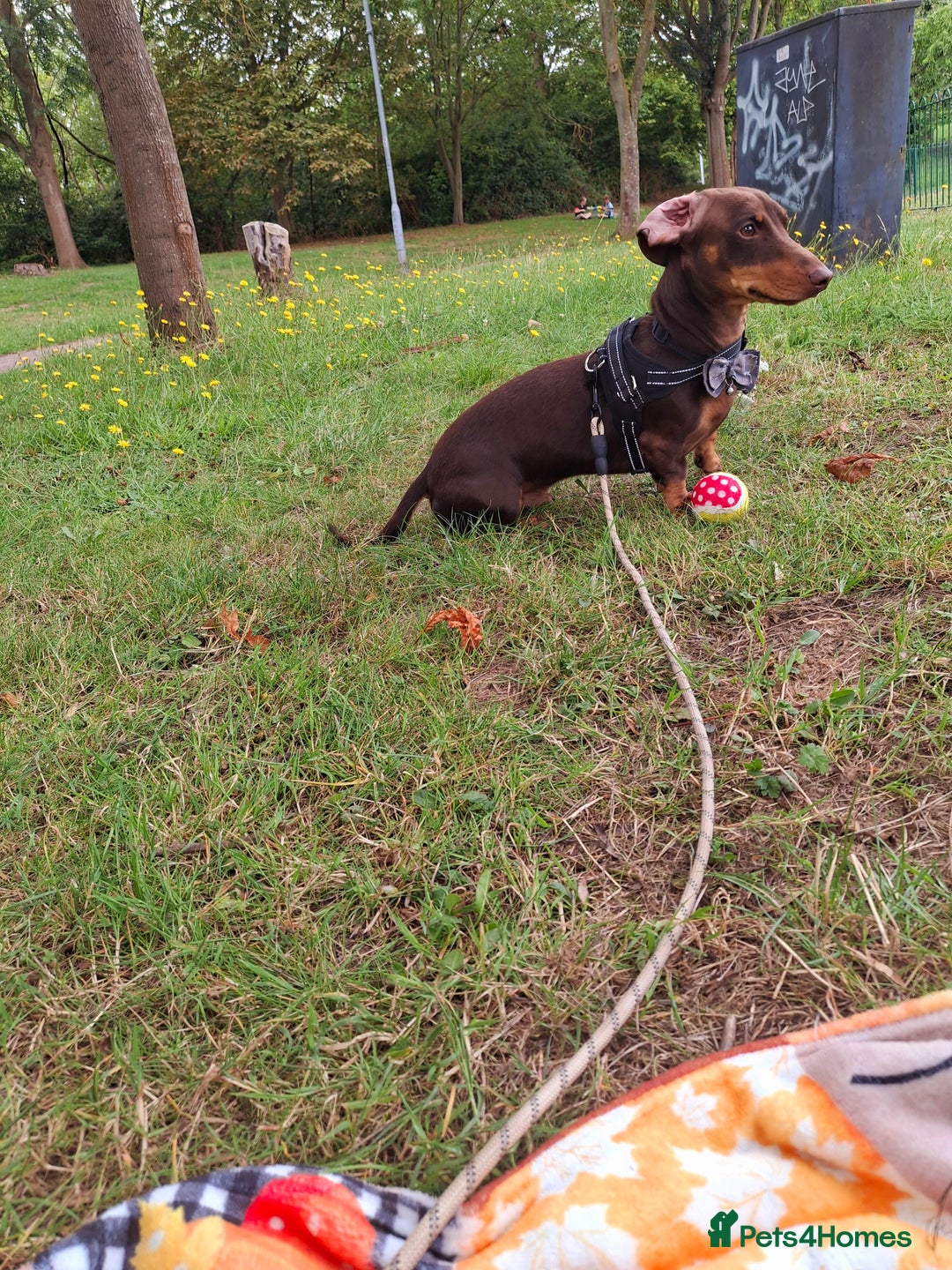 Dachshund dogs for sale: Experienced Dachshund owner only. - Image 2