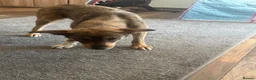 Mixed Breed dogs for adoption: Cute Bella looking for LOVE - Advert 18