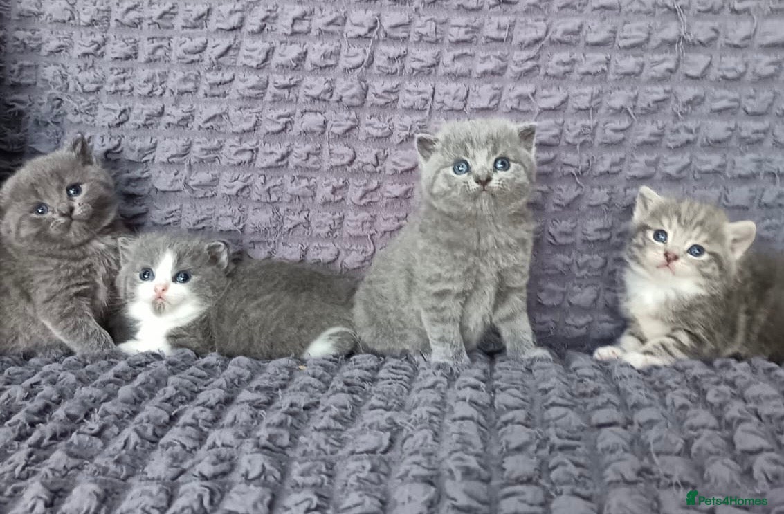 British Shorthair cats Ready for reservations British  - Advert 2