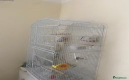 Budgerigars birds for sale: Cute little angel, looking for a forever home  - Image 2