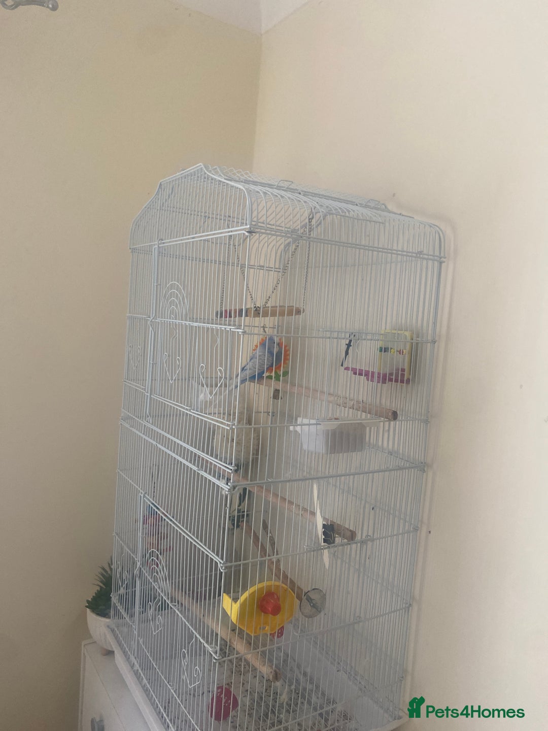 Budgerigars birds for sale: Cute little angel, looking for a forever home  - Image 2