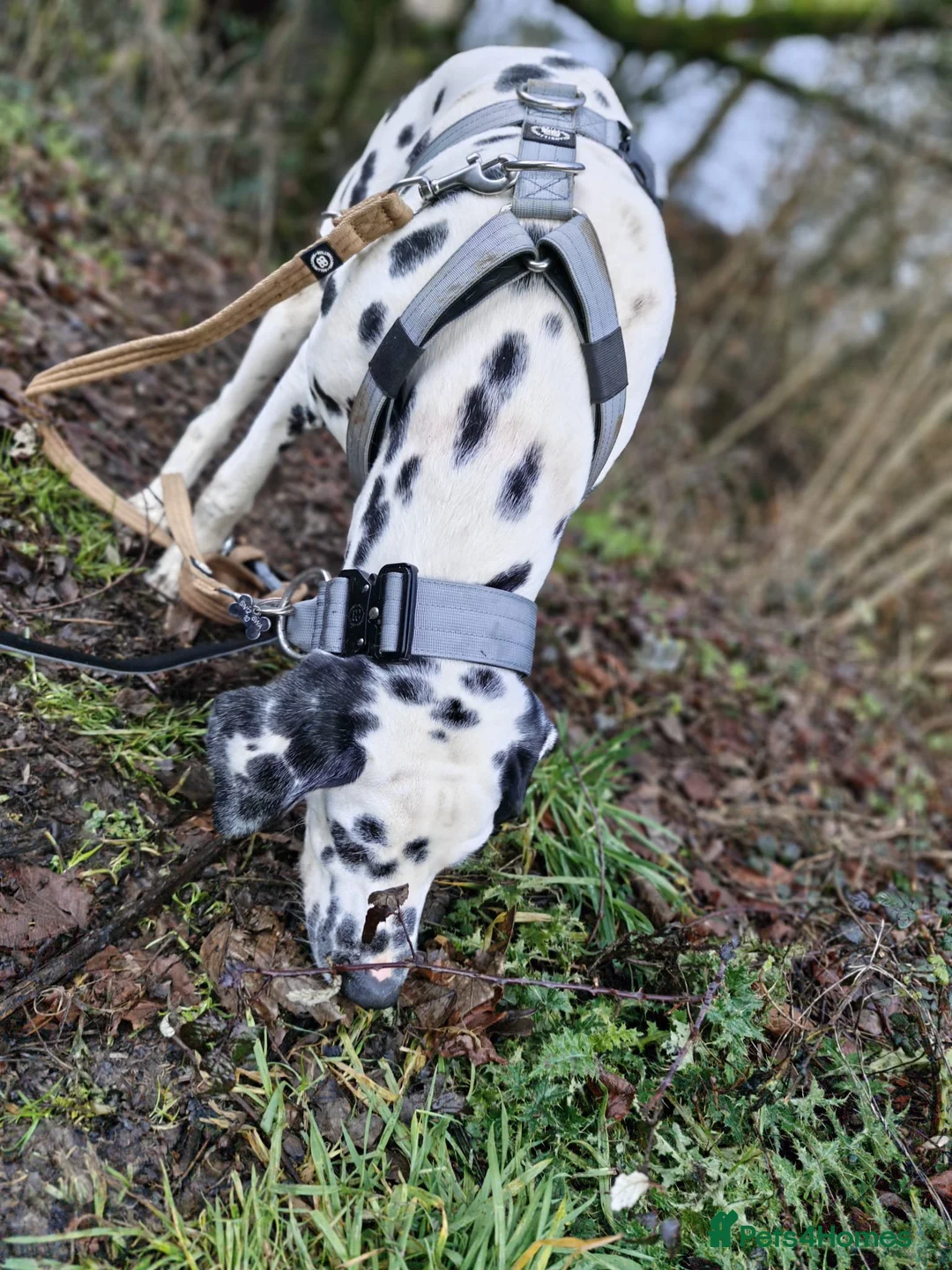 Dalmatian dogs for sale: 6 month old male dalmatian  - Advert 3