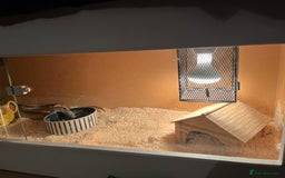 Corn Snake reptiles for sale: Female Corn Snake - Image 5