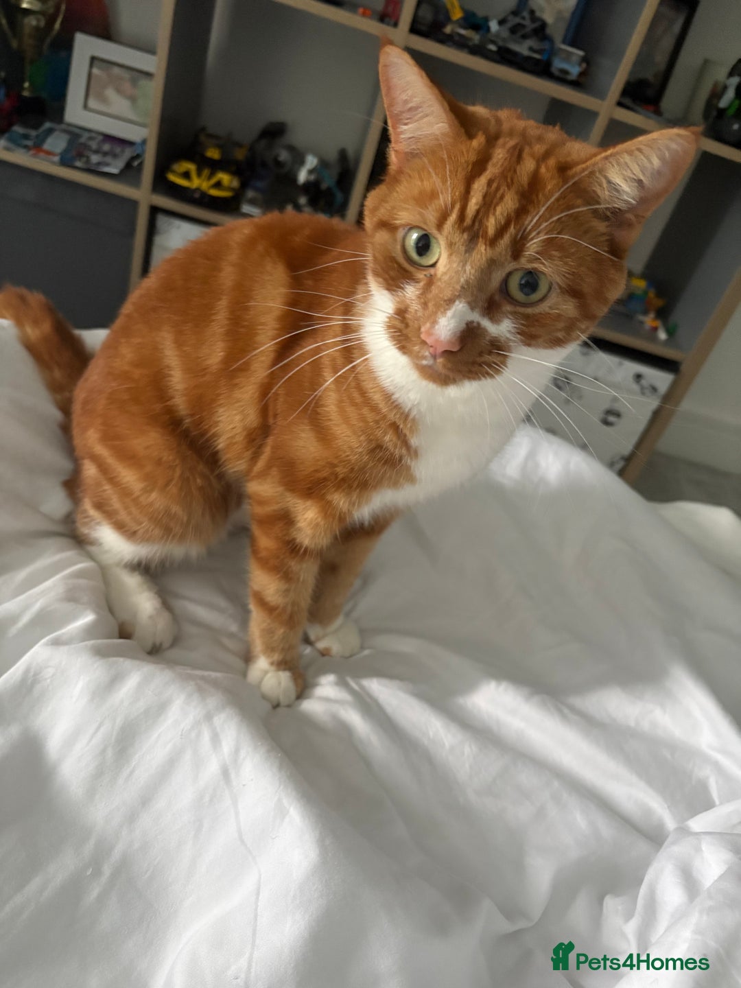 Mixed Breed cats for sale: Beautiful male cat  - Advert 2
