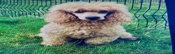 Labradoodle dogs for sale: Miniature labradoodle pups in Folkestone - Advert 11