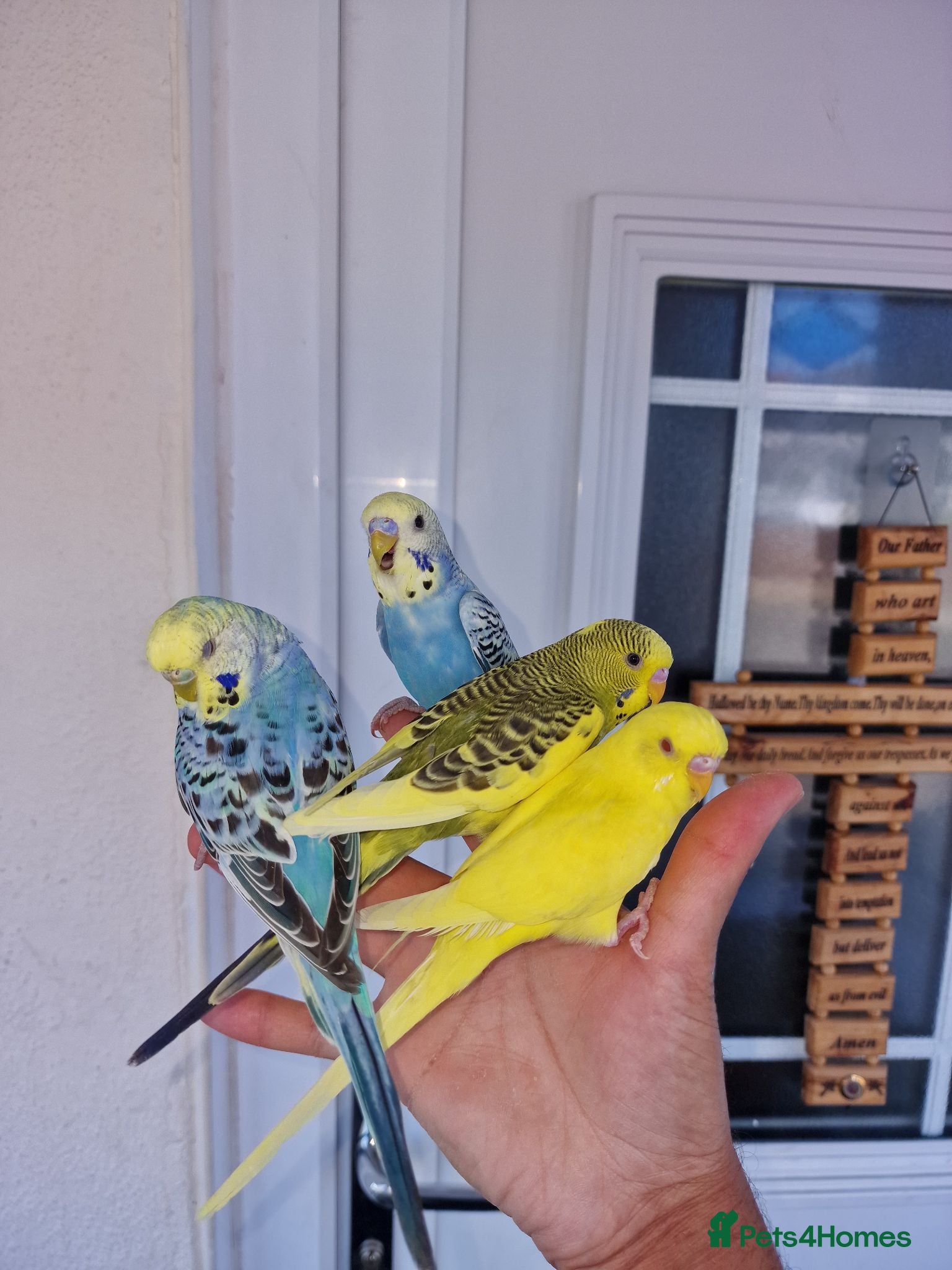 Budgerigars birds Super Silly hand tamed budgie - Advert 14