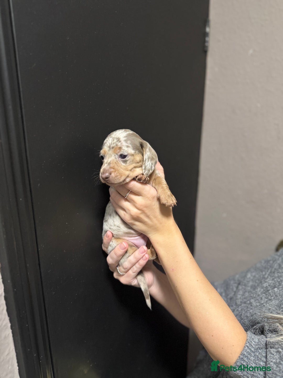 Miniature Dachshund dogs for sale: !!Beautiful Mini Dachshunds!! - Advert 12