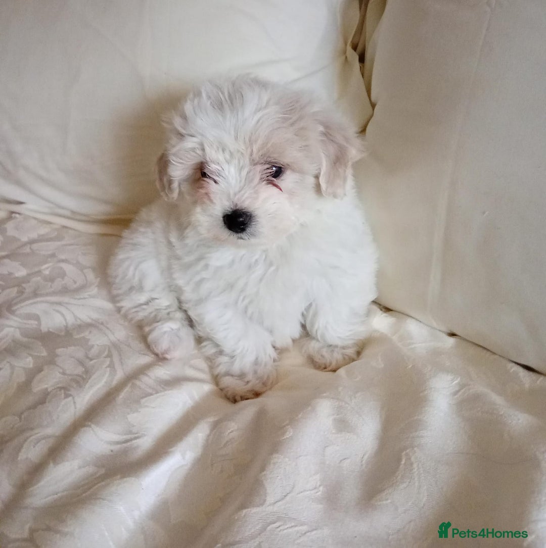 Maltipoo dogs for sale: Maltipoo puppies  - Advert 11