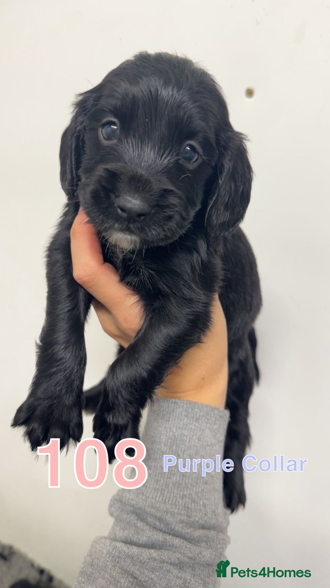 Cocker Spaniel dogs for sale: 9 wonderful cocker spaniel pups - Image 3