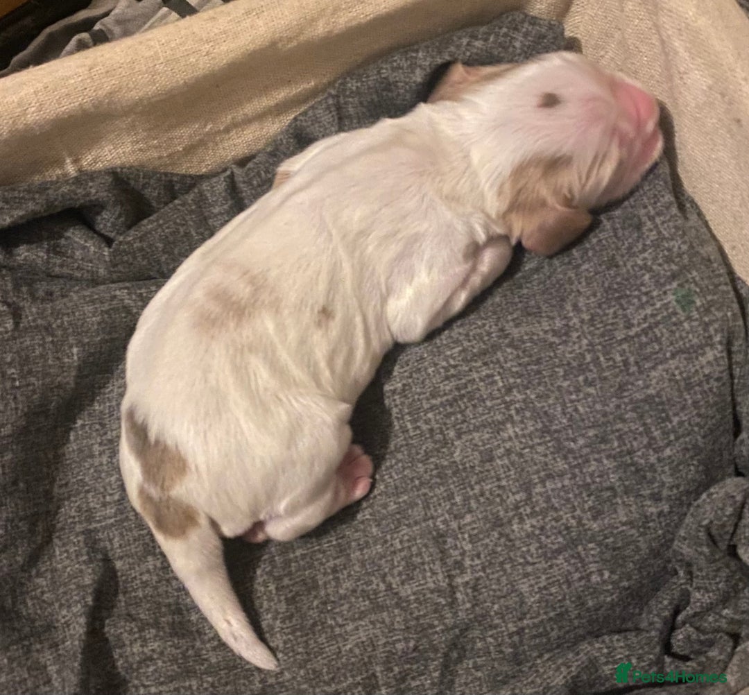 Cocker Spaniel dogs for sale: ‘Show Type’ Cocker Spaniel Puppies. KC Registered. - Advert 18