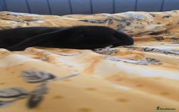 French Lop rabbits for sale: Beautiful French Lop bunnies - Image 14