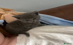 Mixed Breed cats for sale: 1 male still available  in Witney - Image 5
